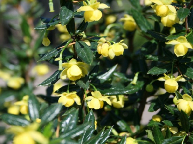 BERBERIS CANDIDULA JYTTE
