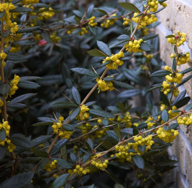 BERBERIS JULIANAE