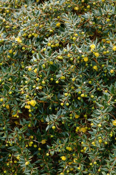 BERBERIS CANDIDULA JYTTE