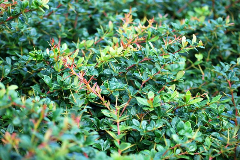 BERBERIS MEDIA PARKJUWEEL