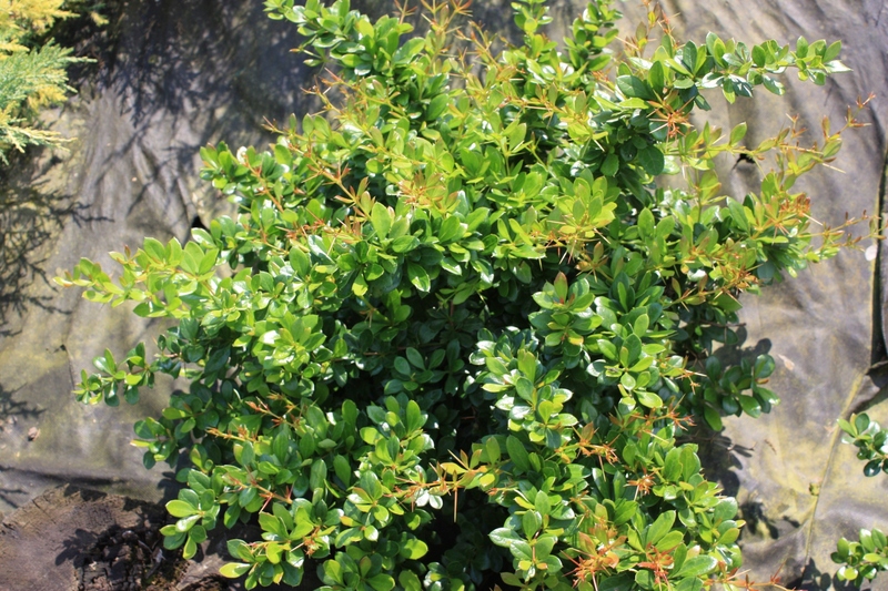 BERBERIS MEDIA PARKJUWEEL