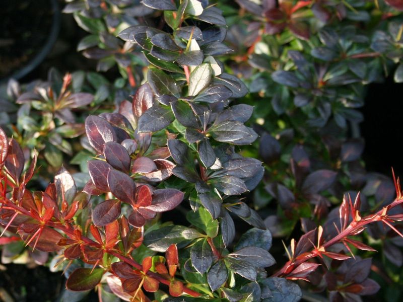 BERBERIS MEDIA RED JEWEL