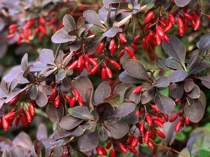 BERBERIS OTTAWENSIS SUPERBA