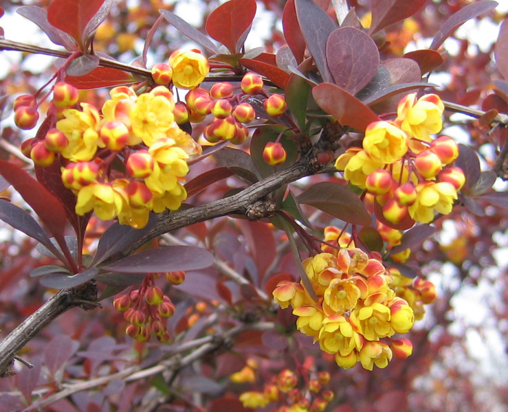 BERBERIS OTTAWENSIS SUPERBA