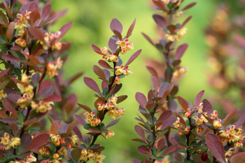 BERBERIS OTTAWENSIS SUPERBA