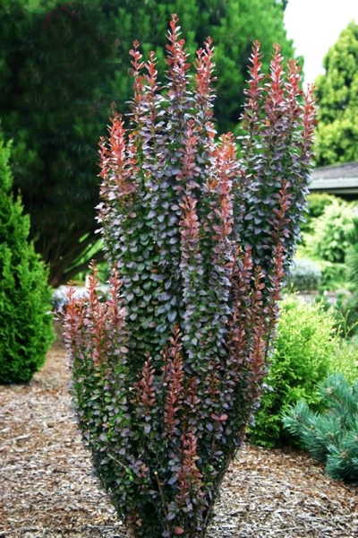 BERBERIS THUNB. RED PILLAR