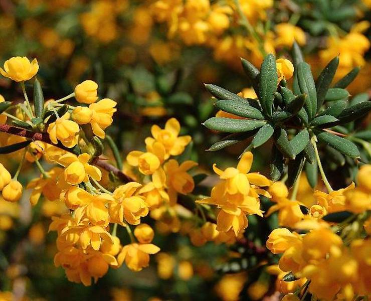 BERBERIS STENOPHYLLA