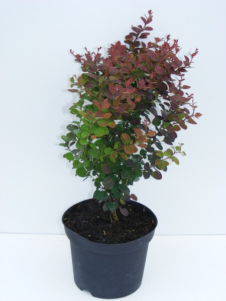 BERBERIS THUNB. ATROPURPUREA