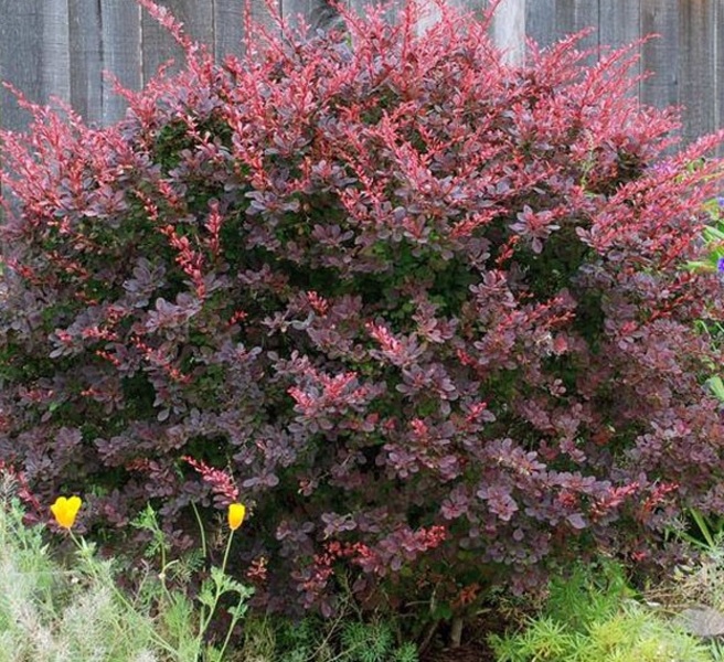 BERBERIS THUNB. ATROPURPUREA