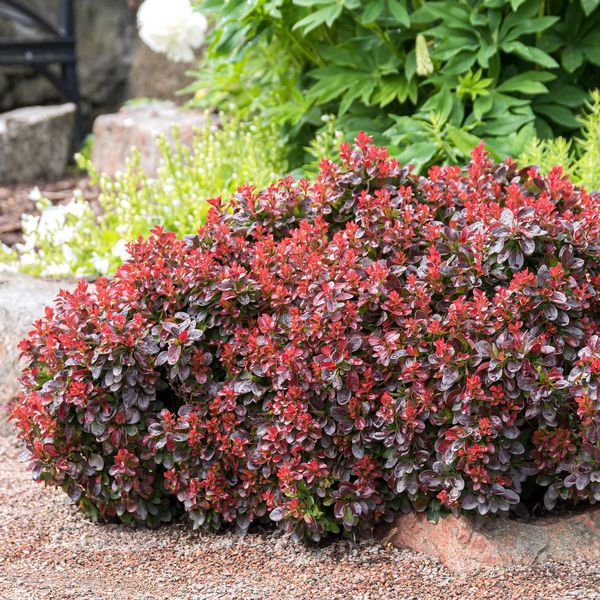 BERBERIS THUNB. BAGATELLE