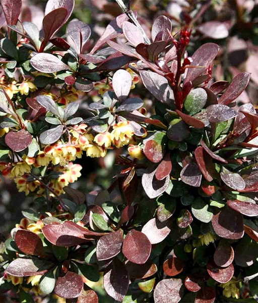 BERBERIS THUNB. CARMEN