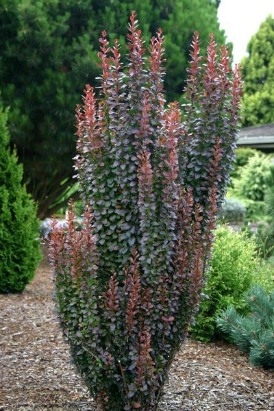 BERBERIS THUNB. HELMOND PILLAR
