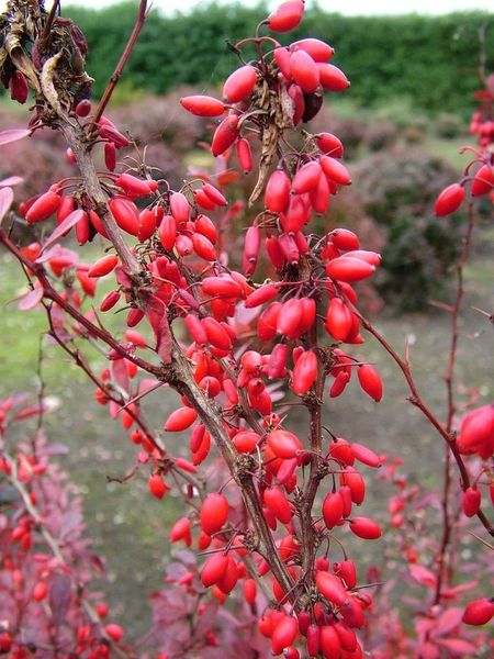 BERBERIS THUNB. RED PILLAR