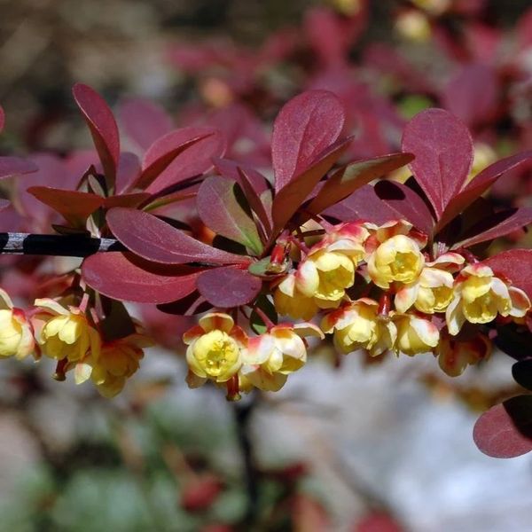 BERBERIS THUNB. BAGATELLE