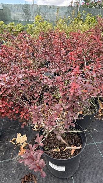 BERBERIS THUNB. ATROPURP. NANA