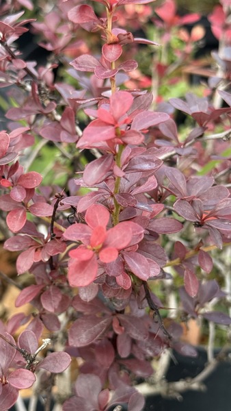 BERBERIS THUNB. ATROPURP. NANA