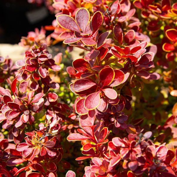 BERBERIS THUNB. ADMIRATION