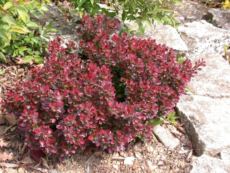 BERBERIS THUNB. ATROPURP. NANA