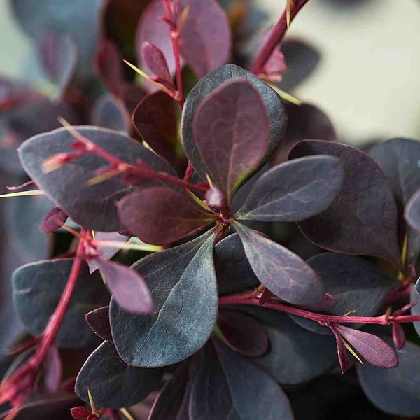 BERBERIS THUNB. ATROPURPUREA