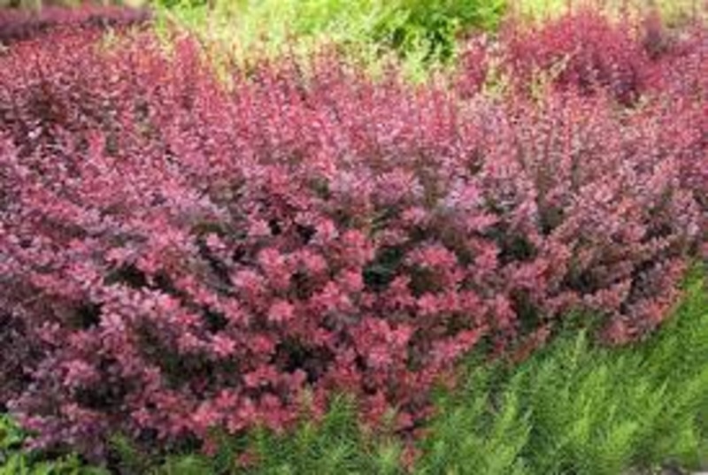 BERBERIS THUNB. ATROPURPUREA