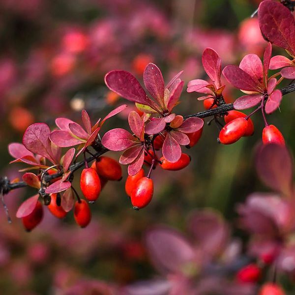 BERBERIS THUNB. ATROPURPUREA