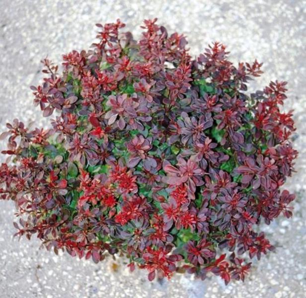 BERBERIS THUNB. BAGATELLE