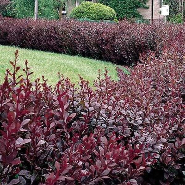BERBERIS THUNB. CARMEN