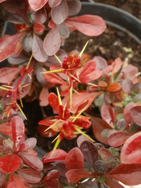 BERBERIS THUNB. CARMEN