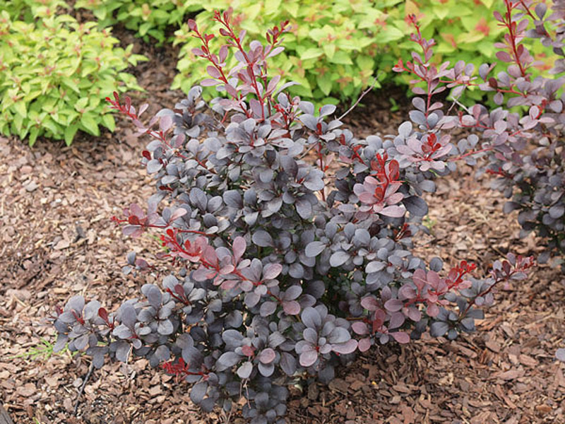 BERBERIS THUNB. DARTS RED LADY