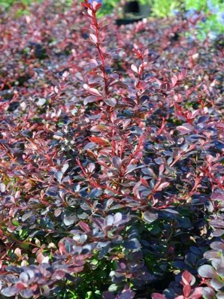 BERBERIS THUNB. DARTS RED LADY