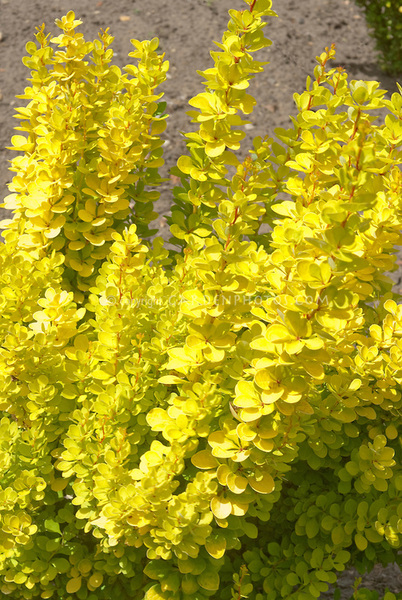 BERBERIS THUNB. GOLDEN TORCH