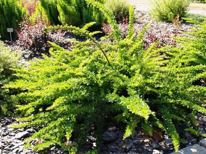 BERBERIS THUNB. GREEN CARPET