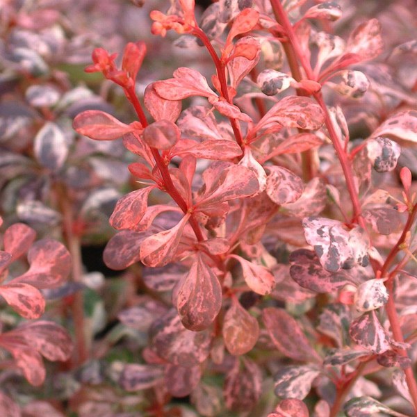 BERBERIS THUNB. INSPIRATION