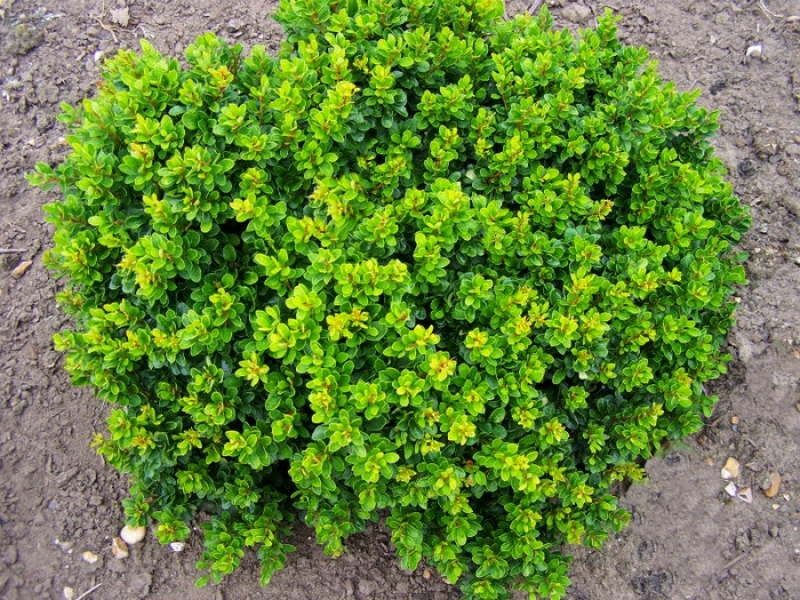 BERBERIS THUNB. KOBOLD