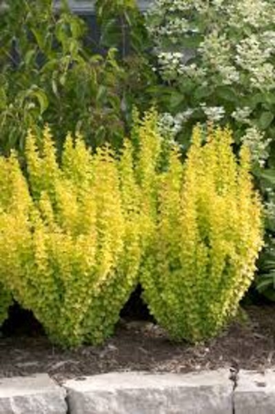 BERBERIS THUNB. MARIA