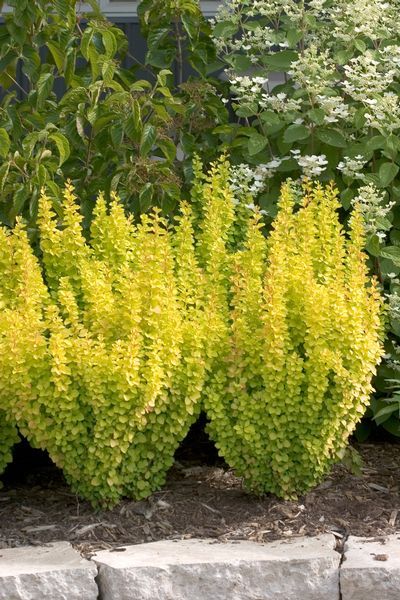 BERBERIS THUNB. MARIA