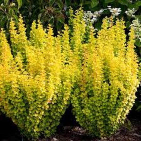 BERBERIS THUNB. MARIA