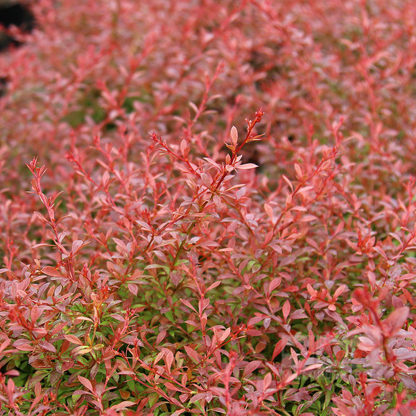 BERBERIS THUNB. ORANGE DREAM
