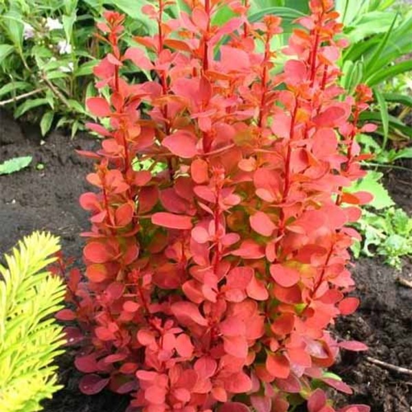 BERBERIS THUNB. ORANGE ROCKET
