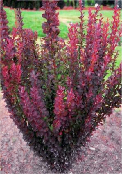 BERBERIS THUNB. RED PILLAR