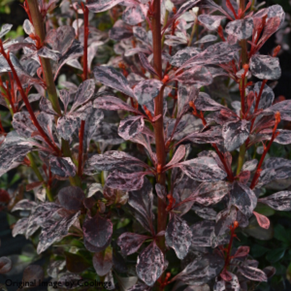BERBERIS THUNB. RED ROCKET
