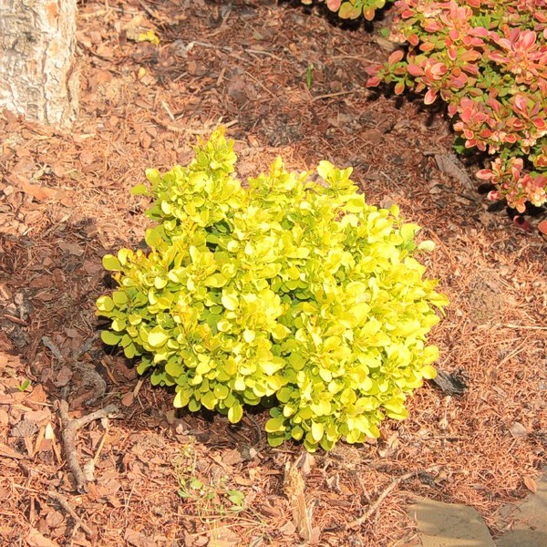 BERBERIS THUNB. TINY GOLD