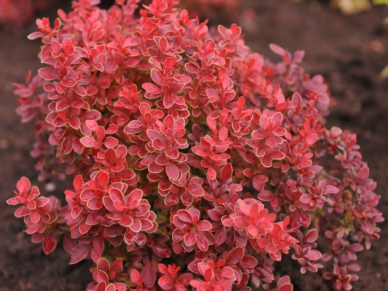 BERBERIS THUNB. ADMIRATION