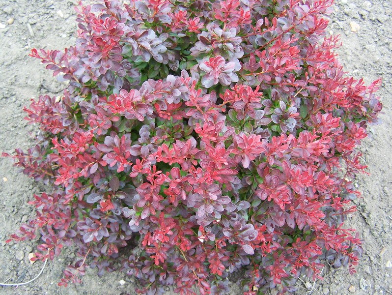 BERBERIS THUNB. ATROPURP. NANA