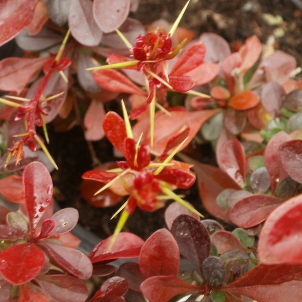 BERBERIS THUNB. CARMEN