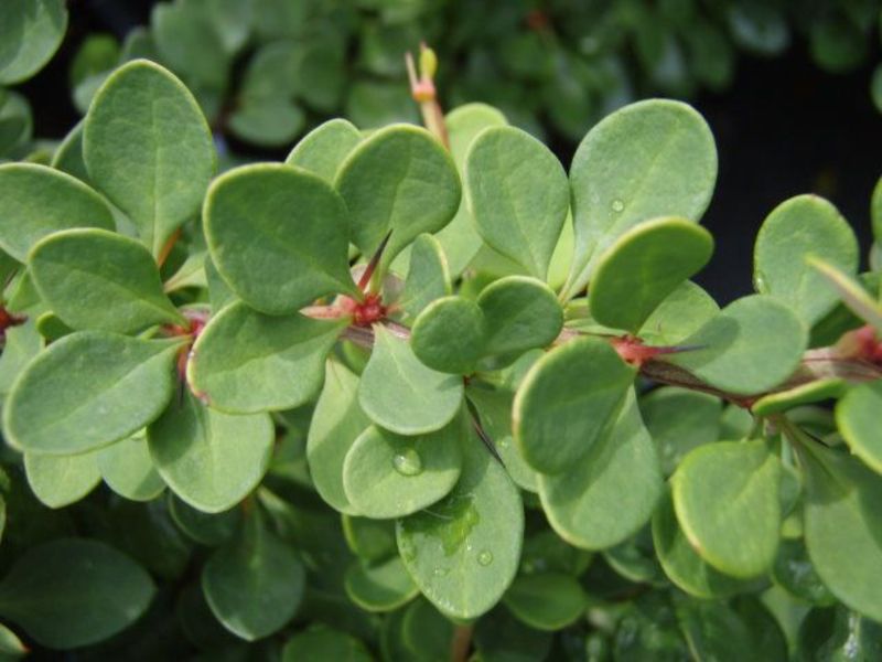 BERBERIS THUNB. GREEN CARPET