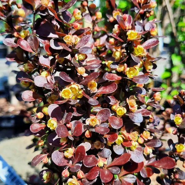 BERBERIS THUNB. HELMOND PILLAR
