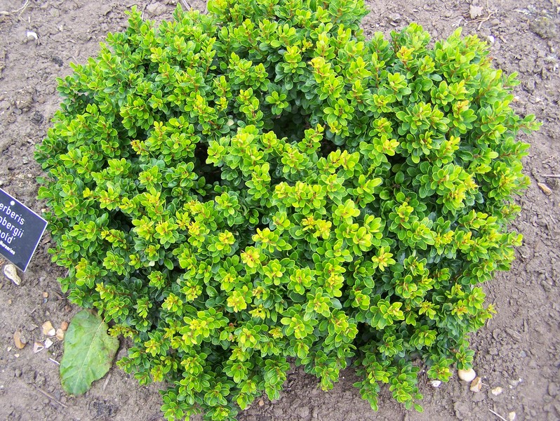 BERBERIS THUNB. KOBOLD