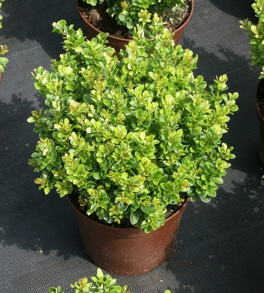 BERBERIS THUNB. KOBOLD