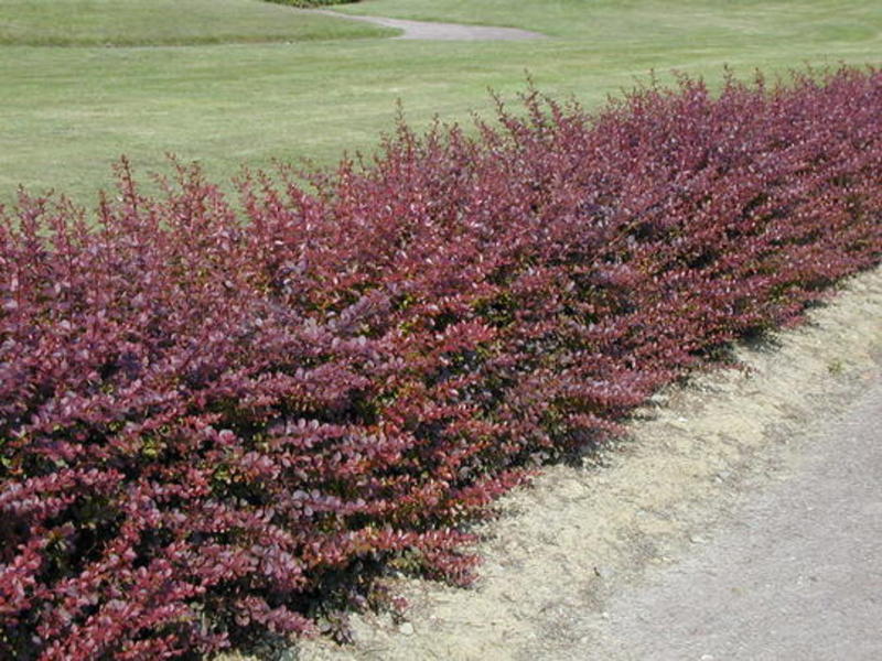 BERBERIS THUNB. ATROPURPUREA